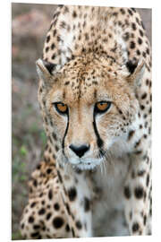 Cuadro de PVC Cheetah approaching prey, Western Cape, South Africa, Africa