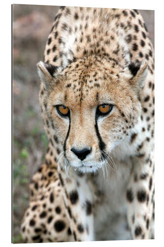 Galleritryck Cheetah on foray, South Africa