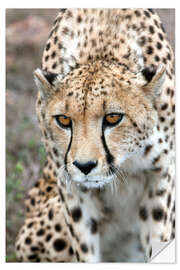 Vinilo para la pared Cheetah approaching prey, Western Cape, South Africa, Africa