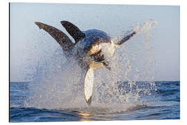 Magnettafel Großer Weißer Hai