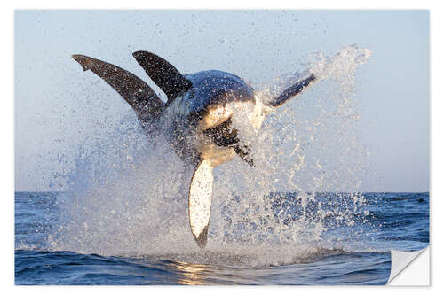 Selvklæbende plakat Great white shark