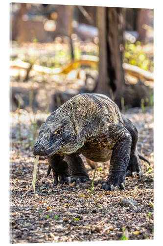 Akryylilasitaulu Komodo dragon