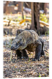 Akrylbilde Komodo dragon