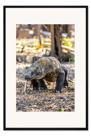 Gerahmter Kunstdruck Komodowaran