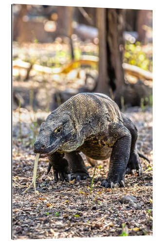 Galleriataulu Komodo dragon