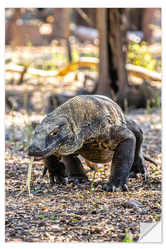 Naklejka na ścianę Komodo dragon