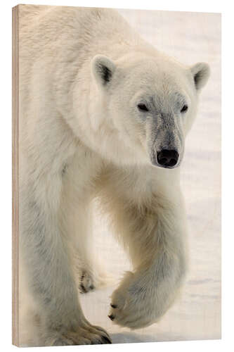 Wood print Polar Bear in Norway