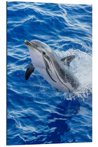 Cuadro de aluminio Happy striped dolphin