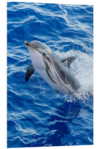 Foam board print Happy striped dolphin