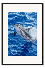 Gerahmter Kunstdruck Fröhlicher gestreifter Delphin