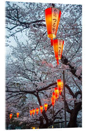 Acrylglasbild Rote Laternen zwischen Kirschblüten im Ueno Park, Tokyo, Japan, Asien