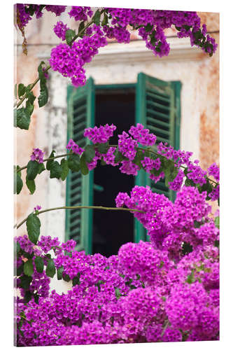 Acrylic print Shuttered window and blossom