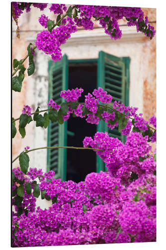 Quadro em alumínio Shuttered window and blossom