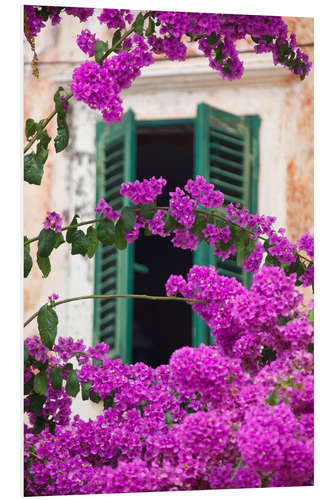 Foam board print Shuttered window and blossom