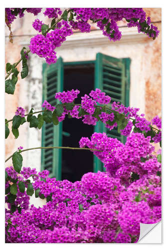 Selvklæbende plakat Shuttered window and blossom