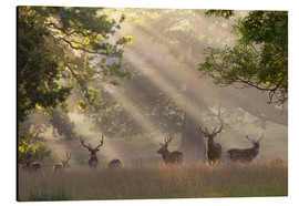 Aluminiumtavla  Deer in morning mist - Stuart Black