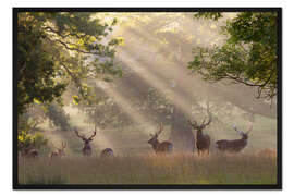 Gerahmter Kunstdruck Sonnenbeschienene Hirsche