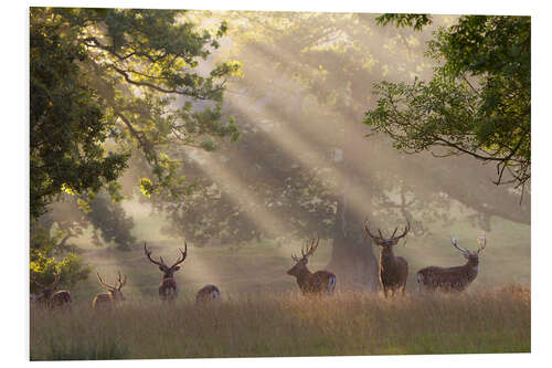 Foam board print Deer in morning mist