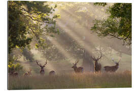 Gallery print Deer in morning mist