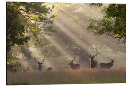 Magnettafel Sonnenbeschienene Hirsche