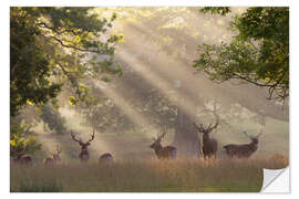 Naklejka na ścianę Deer in morning mist