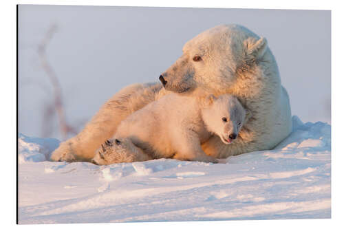 Aluminiumsbilde Polar bear and cubs, Wapusk National Park, Hudson Bay, Canada II