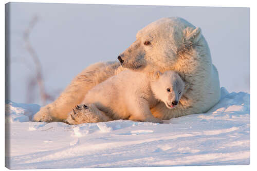 Canvas print Polar bear and cubs, Wapusk National Park, Hudson Bay, Canada II