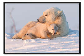 Gerahmter Kunstdruck Polarbär und Jungtiere, Wapusk National Park, Hudson Bay, Kanada II