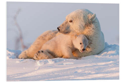 Foam board print Polar bear and cubs, Wapusk National Park, Hudson Bay, Canada II