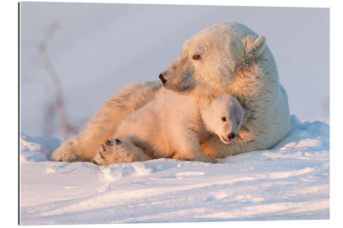 Galleriprint Polar bear and cubs, Wapusk National Park, Hudson Bay, Canada II