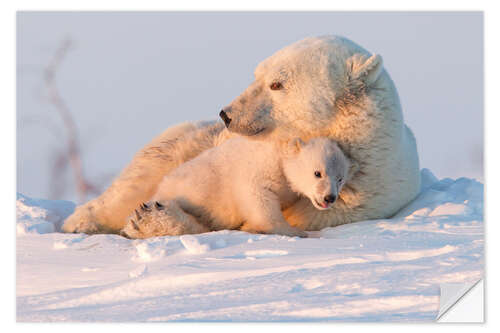 Vinilo para la pared Polar bear and cubs, Wapusk National Park, Hudson Bay, Canada II