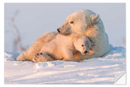 Sticker mural Polar bear and cubs, Wapusk National Park, Hudson Bay, Canada II