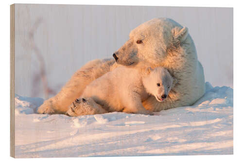 Holzbild Polarbär und Jungtiere, Wapusk National Park, Hudson Bay, Kanada II