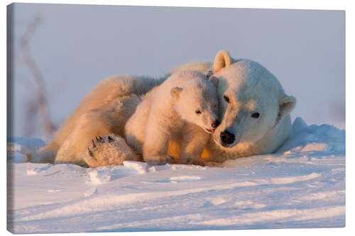 Quadro em tela Polar bear and cub, Wapusk National Park