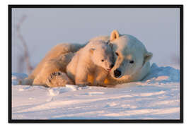 Gerahmter Kunstdruck Eisbären im Wapusk Nationalpark