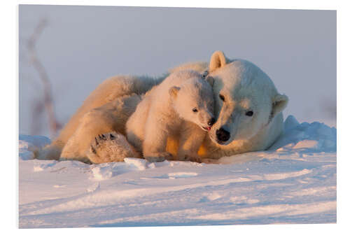 Foam board print Polar bear and cub, Wapusk National Park