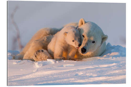 Galleriprint Polar bear and cub, Wapusk National Park