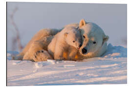 Magnettafel Eisbären im Wapusk Nationalpark