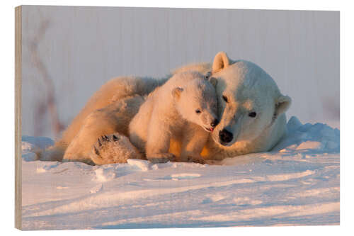 Wood print Polar bear and cub, Wapusk National Park