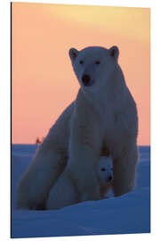 Aluminium print Female polar bear with cub