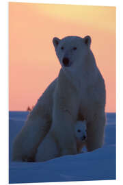 Foam board print Female polar bear with cub