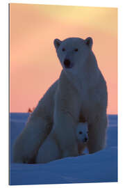 Quadro em plexi-alumínio Female polar bear with cub