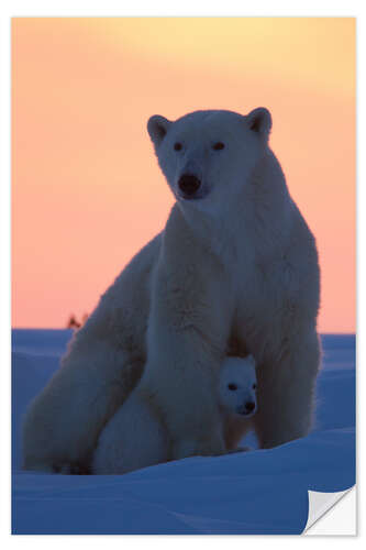 Selvklæbende plakat Female polar bear with cub