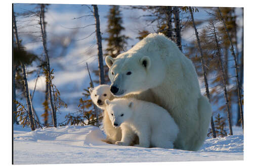 Quadro em alumínio Polar bear (Ursus maritimus) with cubs, Canada