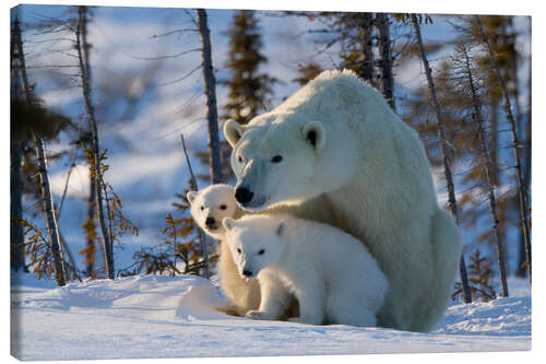 Leinwandbild Eisbär (Ursus maritimus) mit Jungen, Kanada