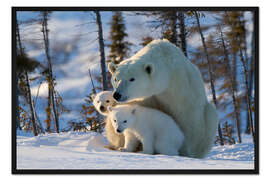 Gerahmter Kunstdruck Eisbär (Ursus maritimus) mit Jungen, Kanada