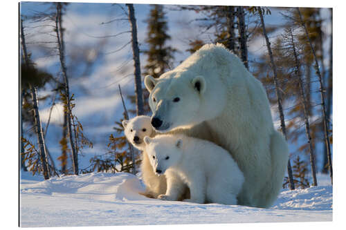 Galleriprint Polar bear (Ursus maritimus) with cubs, Canada