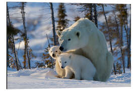 Magnettafel Eisbär (Ursus maritimus) mit Jungen, Kanada