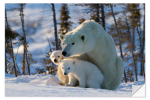 Vinilo para la pared Polar bear (Ursus maritimus) with cubs, Canada