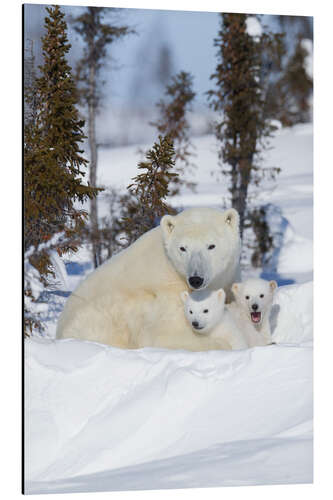 Aluminium print Polar bear family in the snow